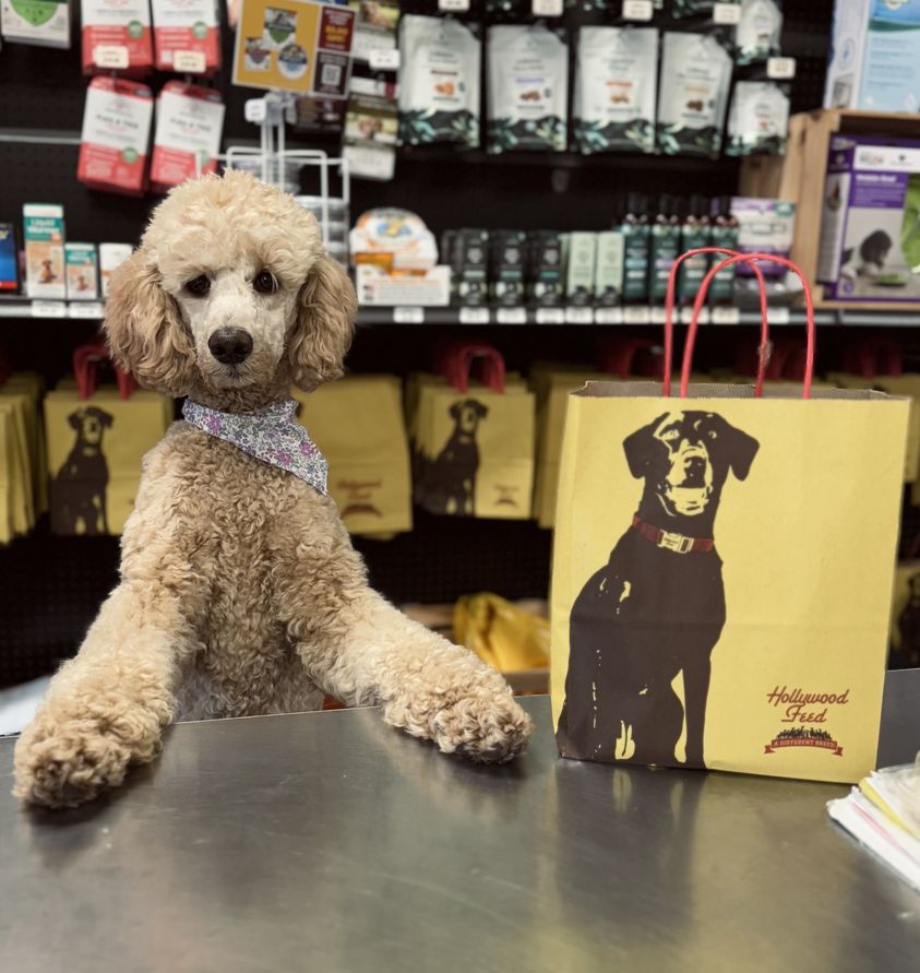tan poodle dog at a counter at Hollywood Feed