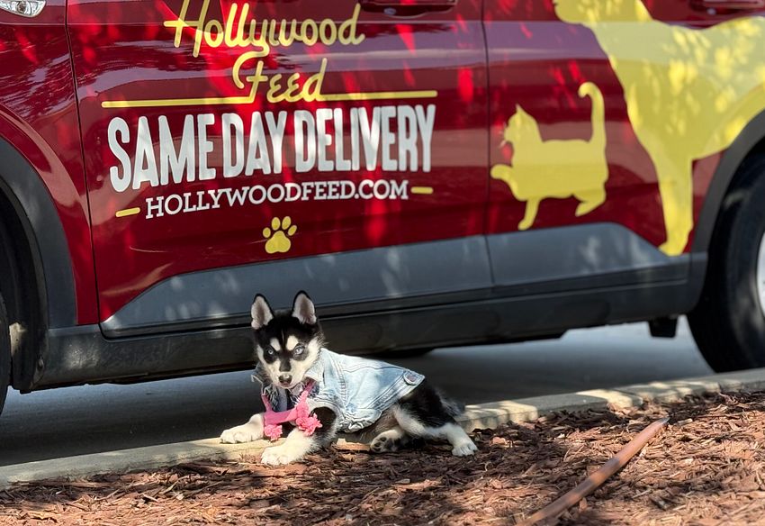 Huskey puppy in front of a red Hollywood Feed Same Day Delivery car