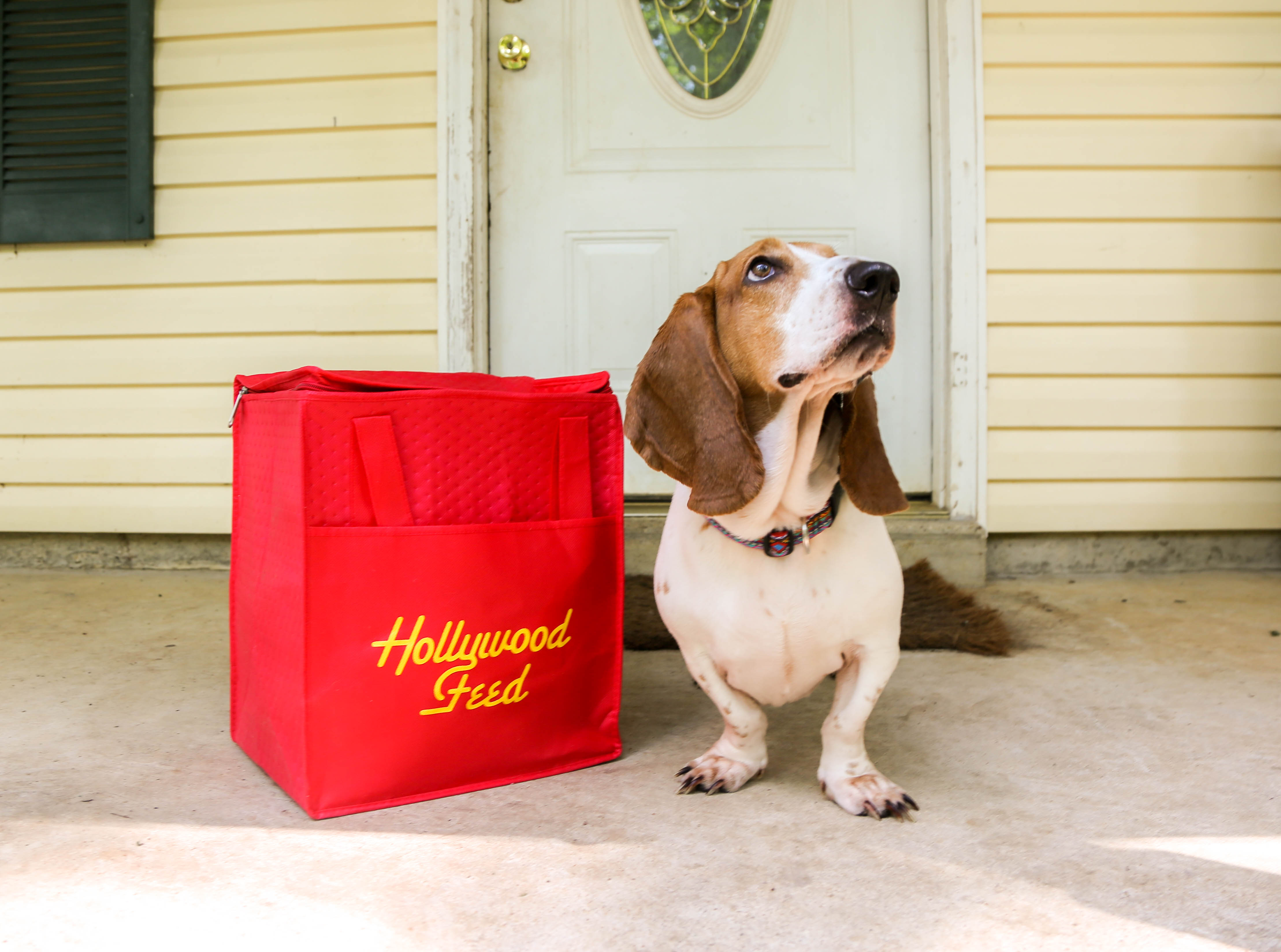 Blood hound dog sitting next to a red Hollywood Feed bag