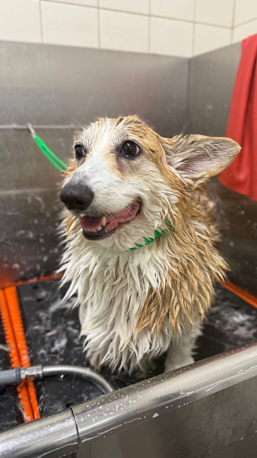 Corgi using self serve dog wash at Hollywood Feed