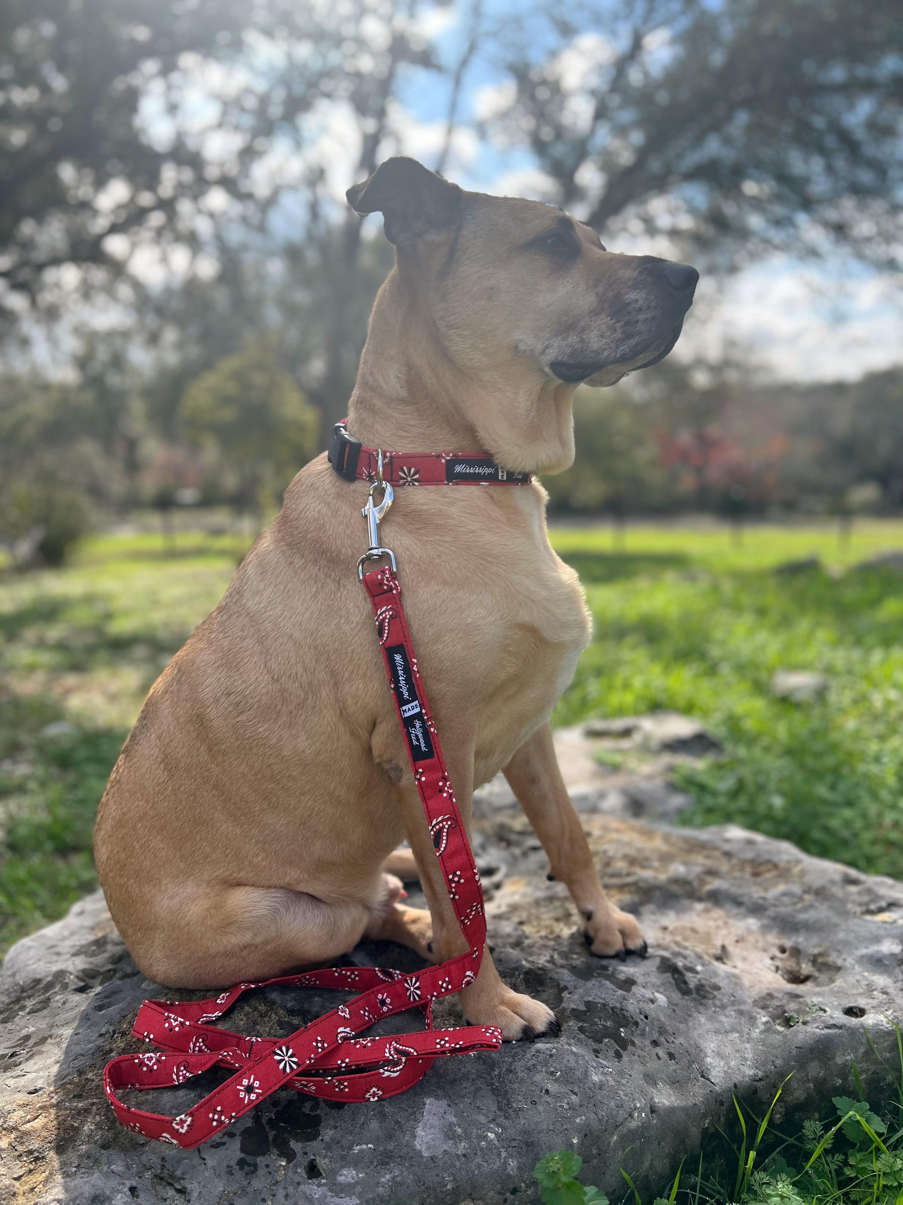 bandana red collar-leash (edited).jpg