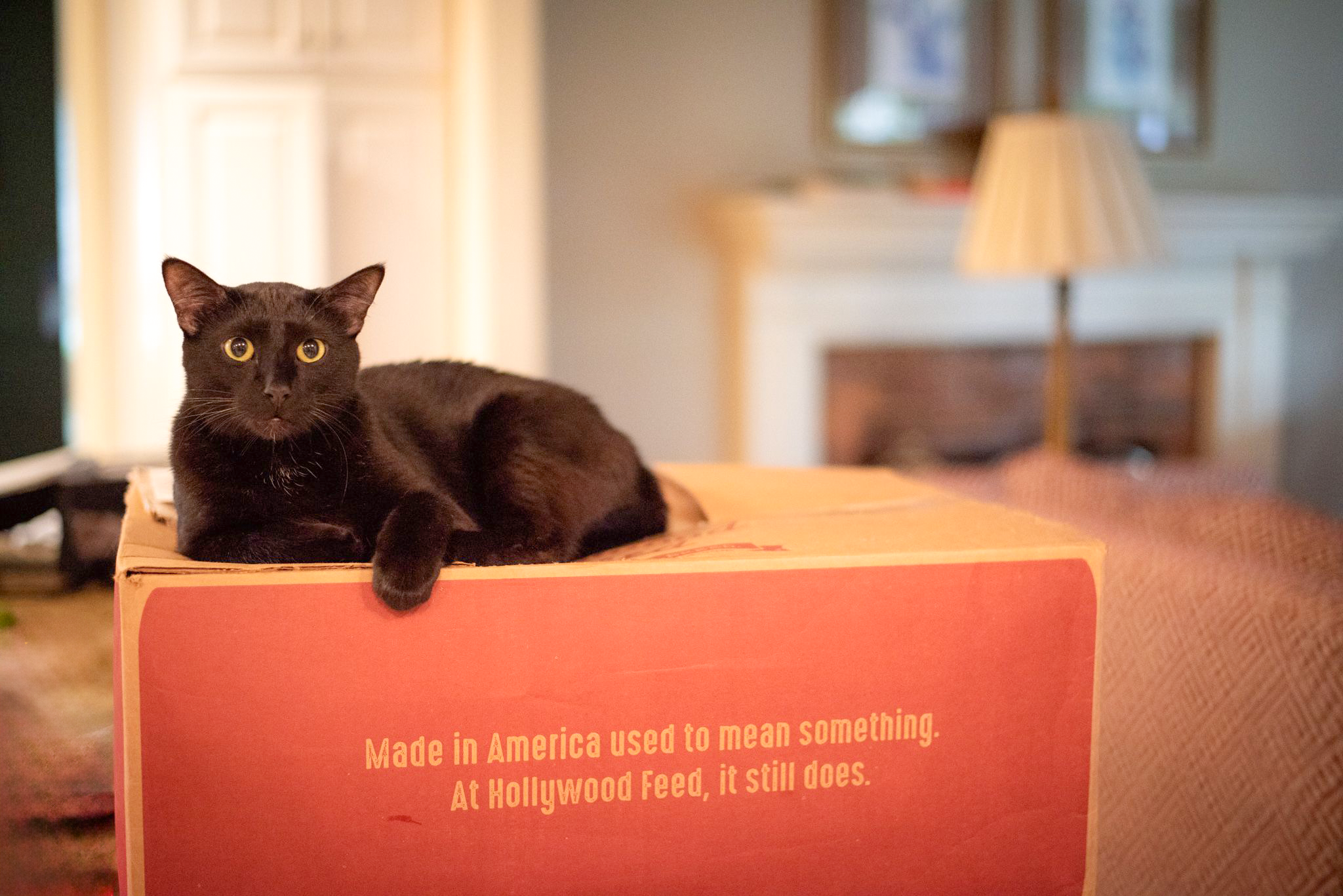 black cat on top of a Hollywood Feed cardboard box